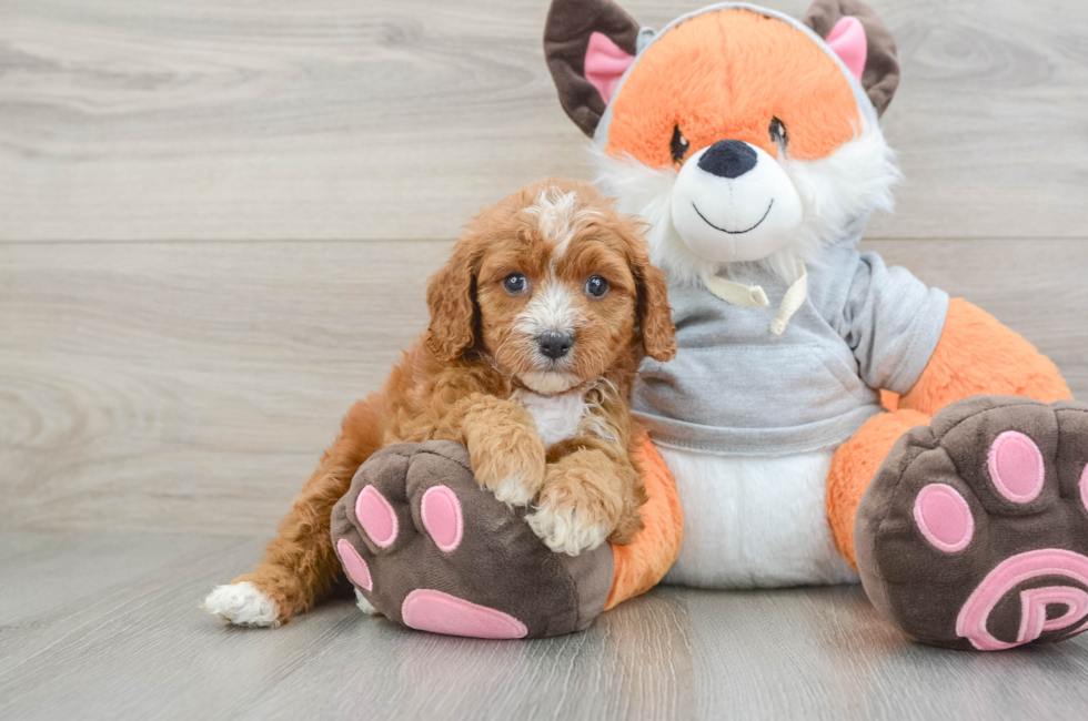 5 week old Cavapoo Puppy For Sale - Florida Fur Babies