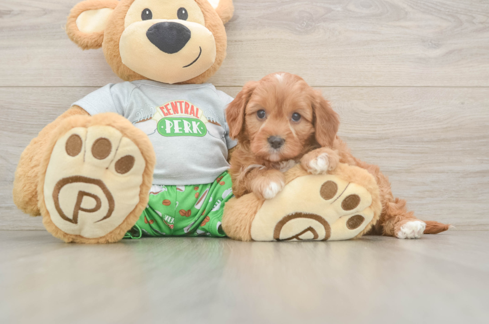 6 week old Cavapoo Puppy For Sale - Florida Fur Babies