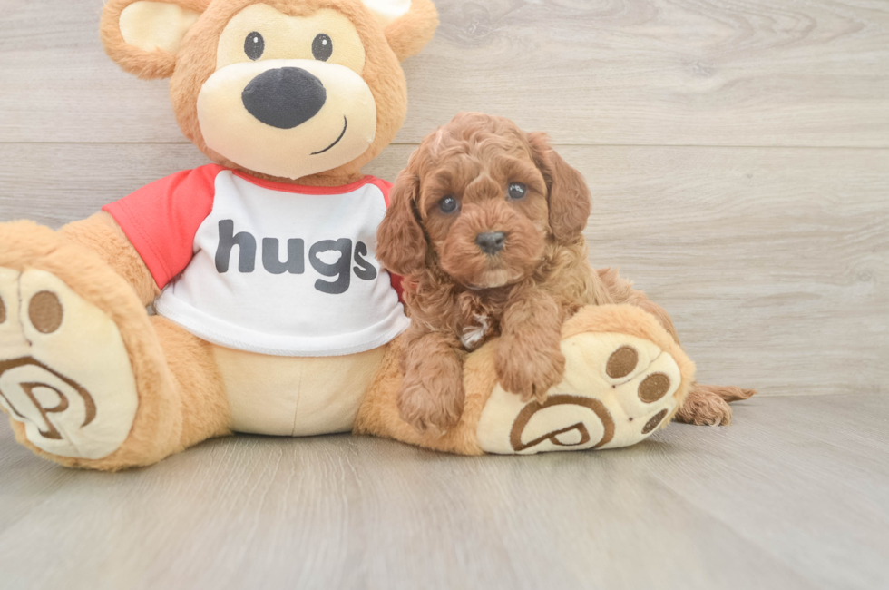 6 week old Cavapoo Puppy For Sale - Florida Fur Babies