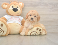7 week old Cavapoo Puppy For Sale - Florida Fur Babies