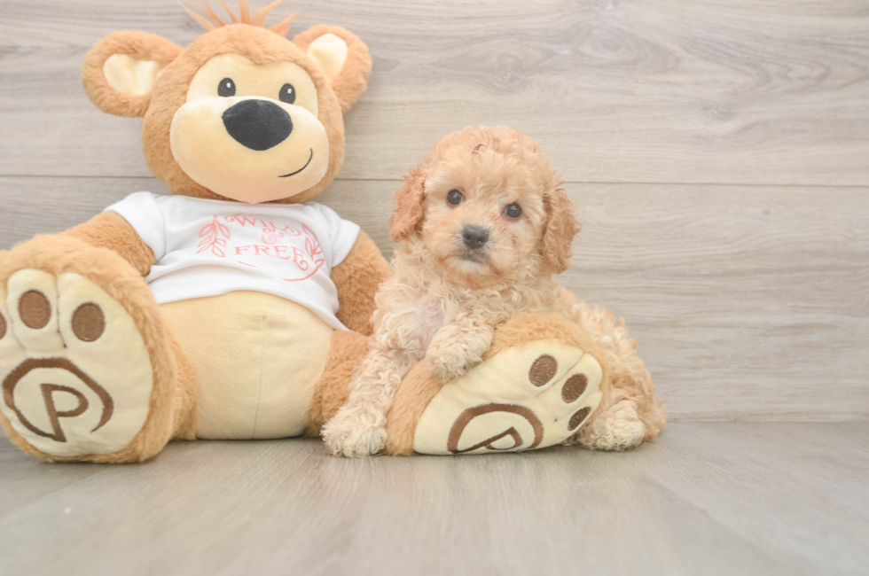 6 week old Cavapoo Puppy For Sale - Florida Fur Babies