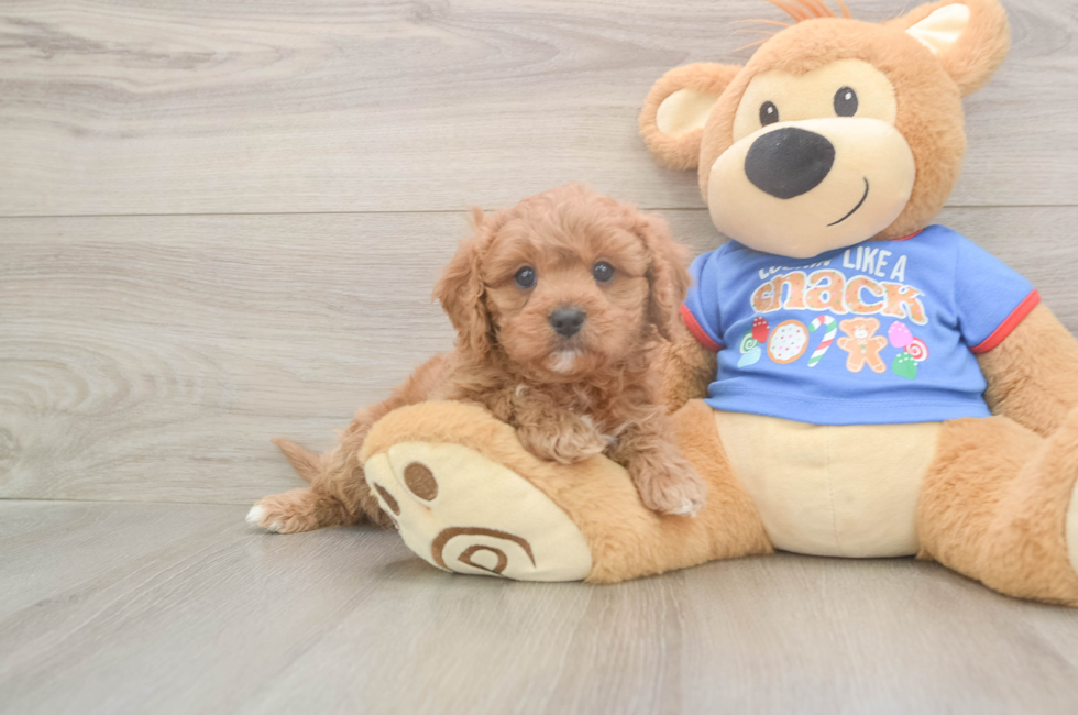 5 week old Cavapoo Puppy For Sale - Florida Fur Babies