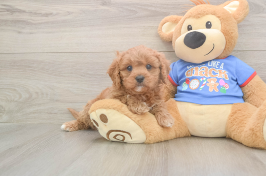 Cavapoo Pup Being Cute