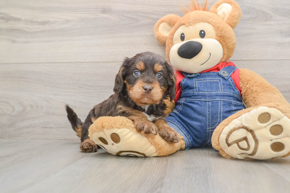 Funny Cavapoo Poodle Mix Pup