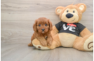Happy Cavapoo Baby