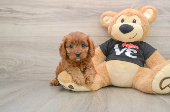 Happy Cavapoo Baby