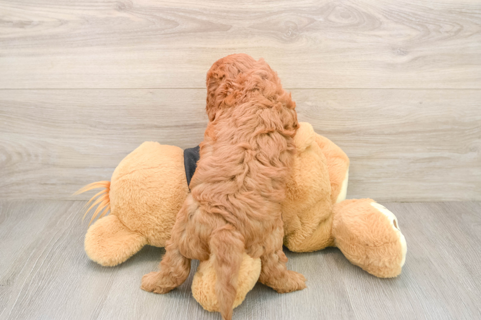 Cavapoo Puppy for Adoption