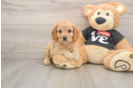 Small Cavapoo Baby