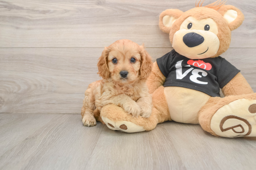 Small Cavapoo Baby