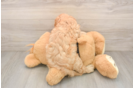 Cavapoo Puppy for Adoption