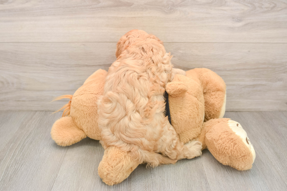 Cavapoo Puppy for Adoption