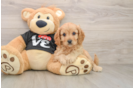 Best Cavapoo Baby