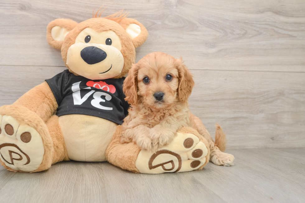 Best Cavapoo Baby