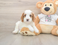 8 week old Cavapoo Puppy For Sale - Florida Fur Babies