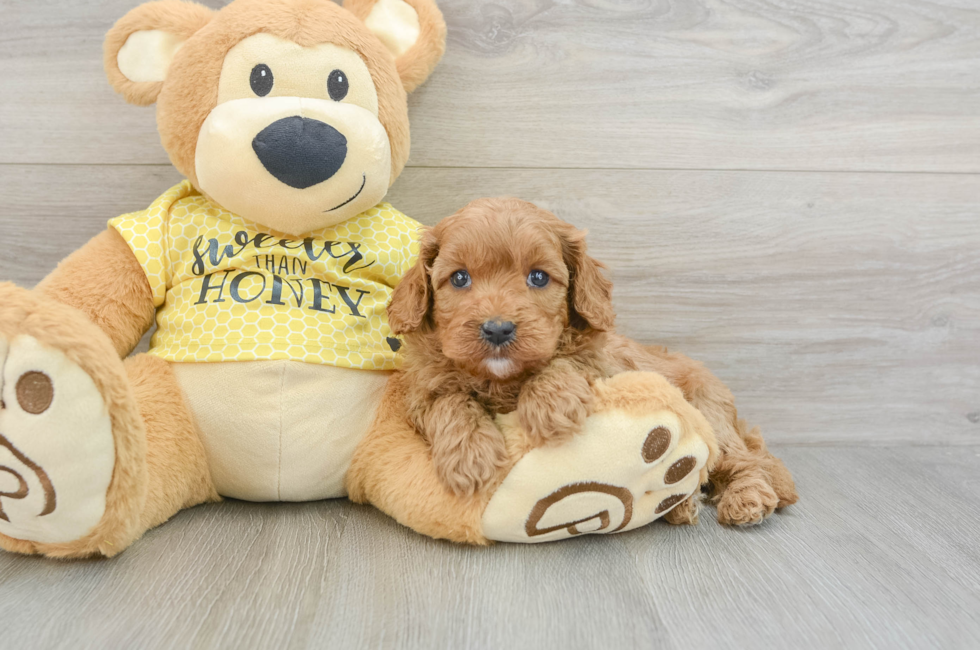 6 week old Cavapoo Puppy For Sale - Florida Fur Babies