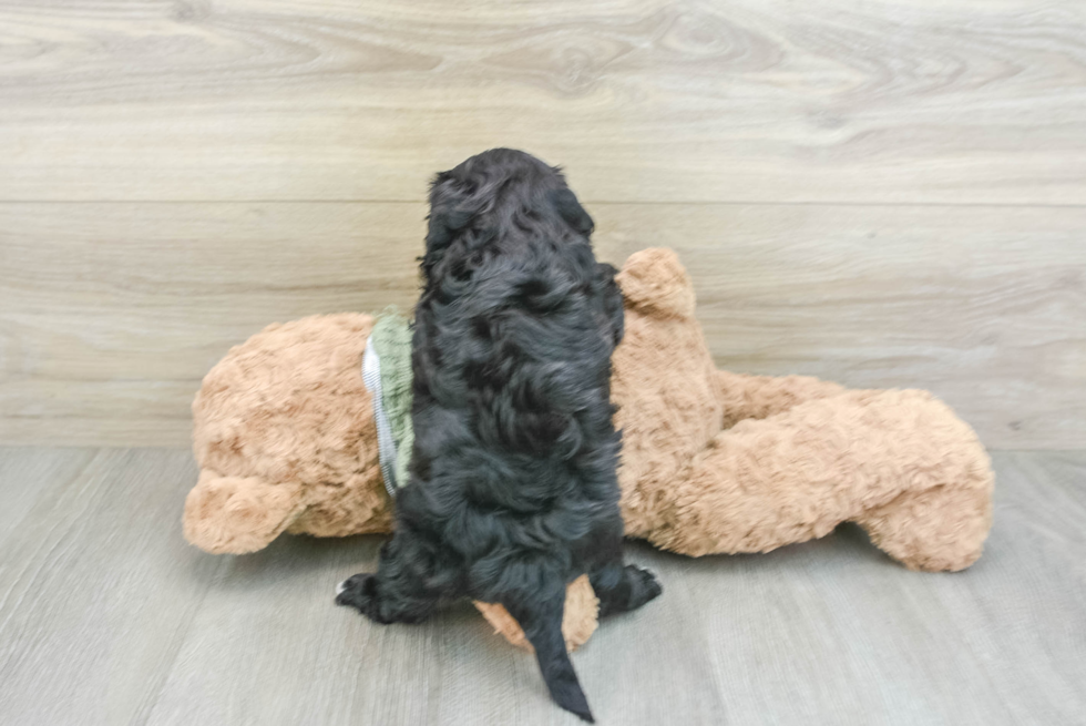 Cavapoo Pup Being Cute