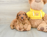 7 week old Cavapoo Puppy For Sale - Florida Fur Babies