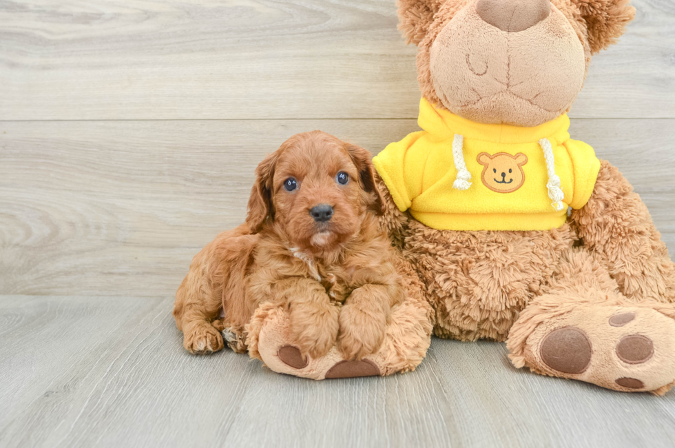 6 week old Cavapoo Puppy For Sale - Florida Fur Babies