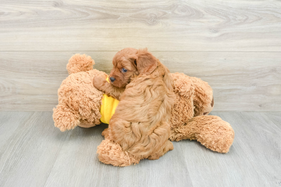 Hypoallergenic Cavadoodle Poodle Mix Puppy