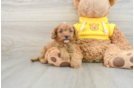 Fluffy Cavapoo Poodle Mix Pup