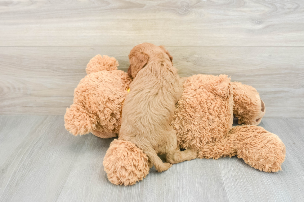 Cavapoo Pup Being Cute