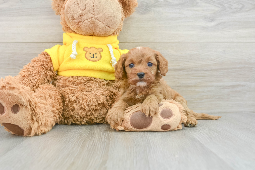 Cavapoo Puppy for Adoption