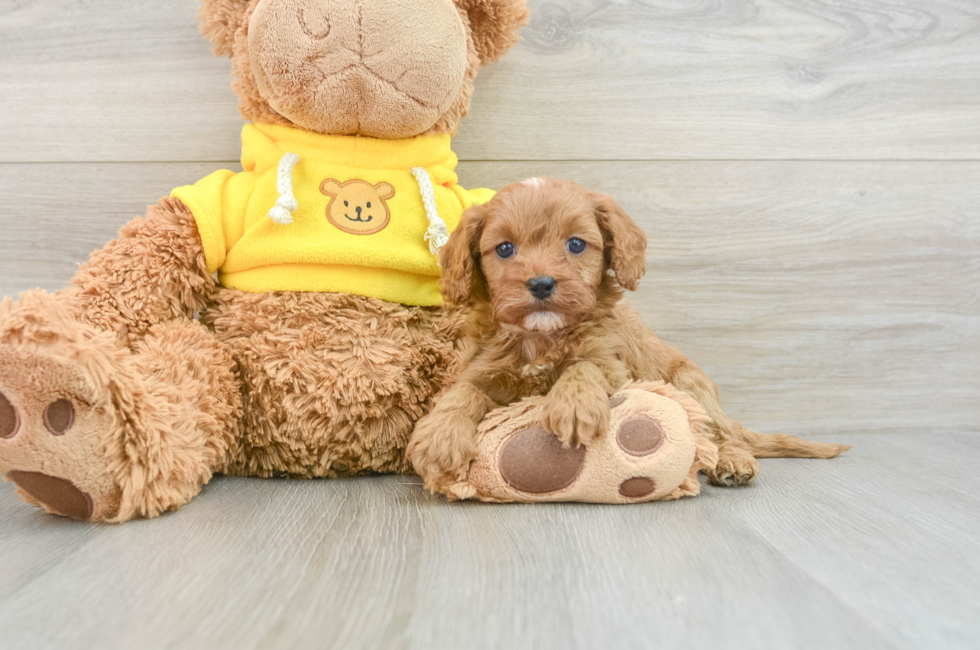 8 week old Cavapoo Puppy For Sale - Florida Fur Babies