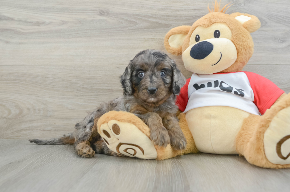 5 week old Cavapoo Puppy For Sale - Florida Fur Babies