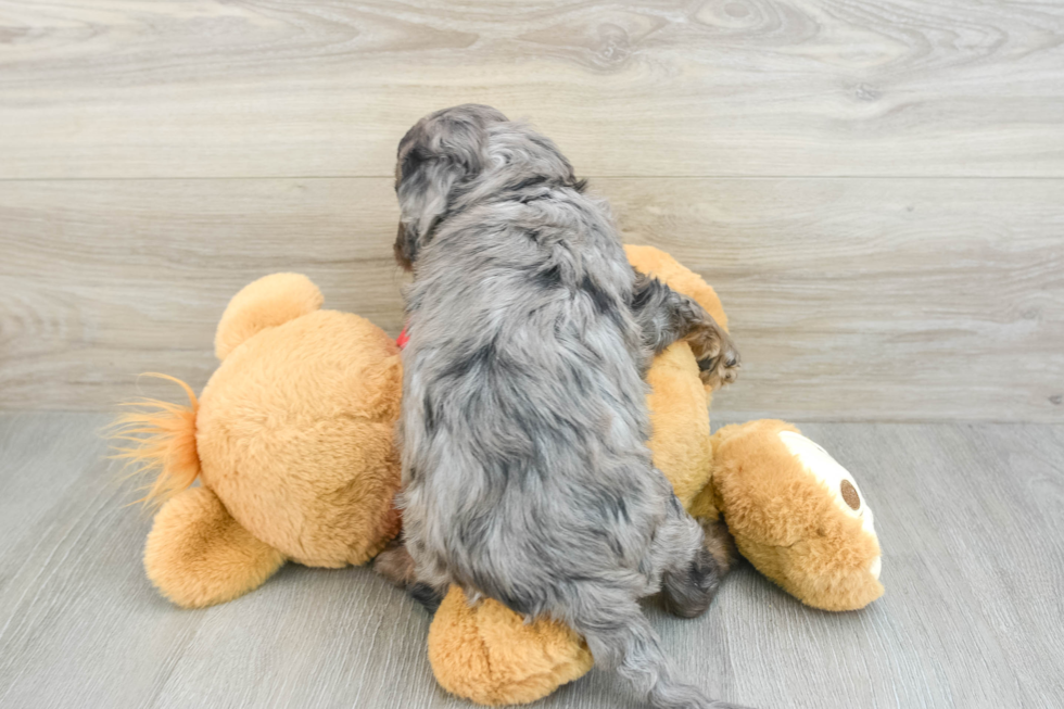 Best Cavapoo Baby