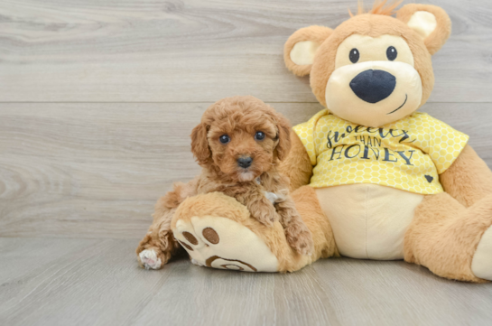 Cavapoo Puppy for Adoption