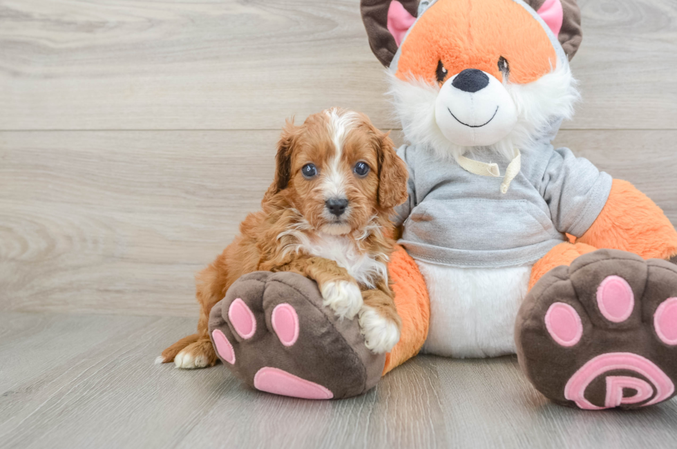 5 week old Cavapoo Puppy For Sale - Florida Fur Babies