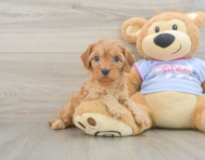 7 week old Cavapoo Puppy For Sale - Florida Fur Babies