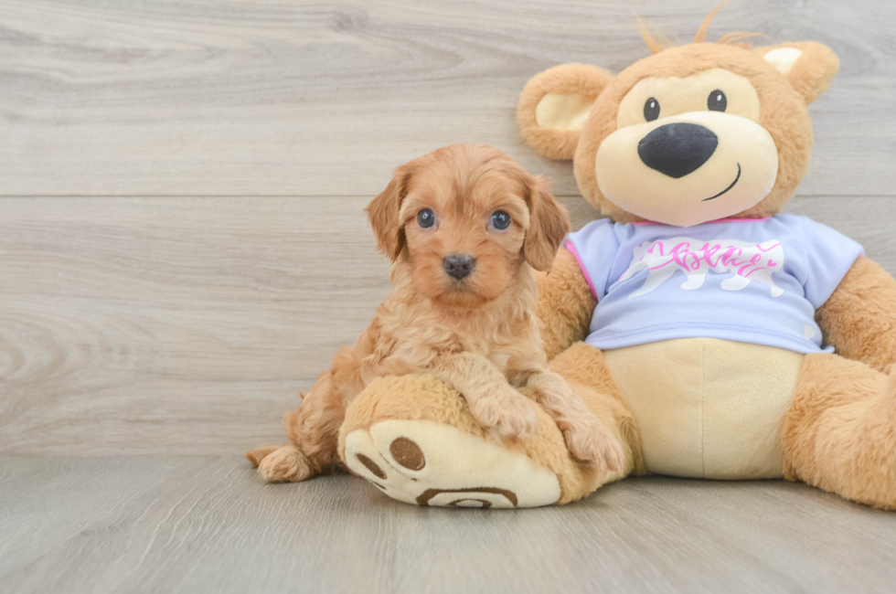5 week old Cavapoo Puppy For Sale - Florida Fur Babies