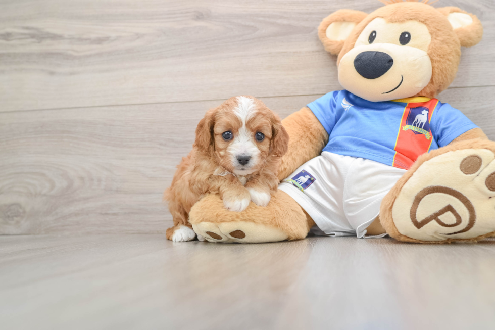 Sweet Cavapoo Baby