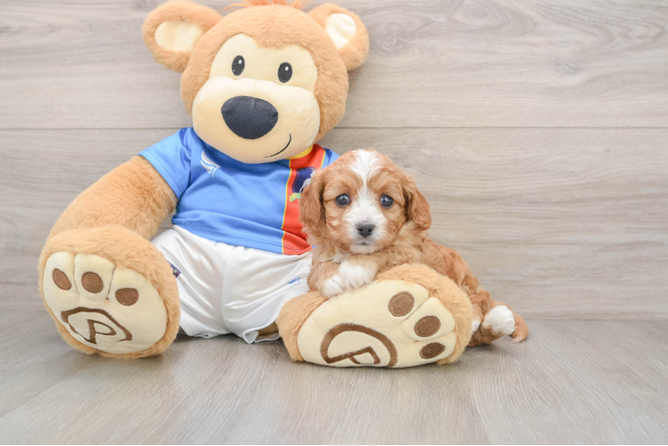 Cavapoo Pup Being Cute