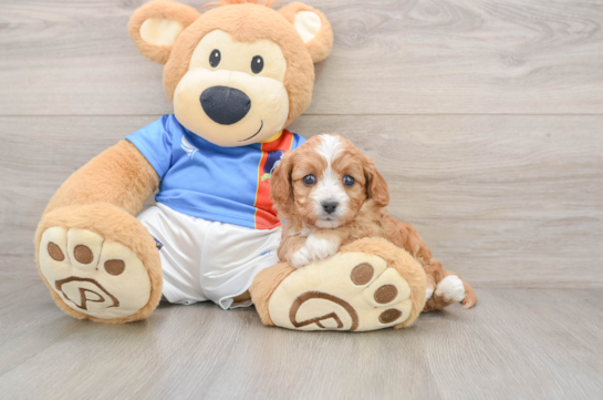 Cavapoo Pup Being Cute