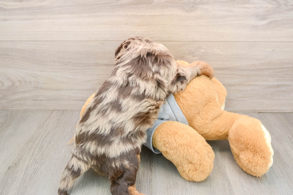 Petite Cavapoo Poodle Mix Pup