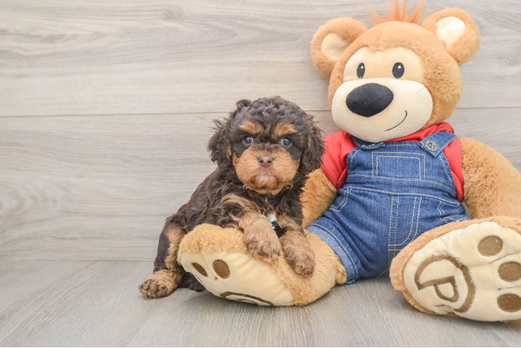 Best Cavapoo Baby