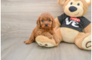 Happy Cavapoo Baby