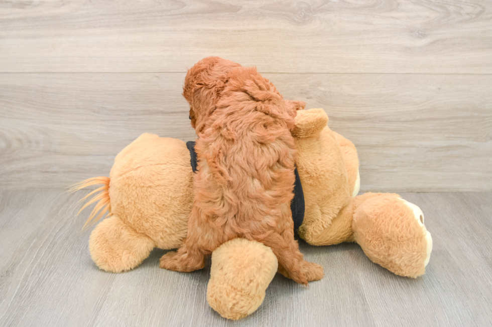 Cavapoo Puppy for Adoption