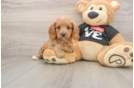 Little Cavipoo Poodle Mix Puppy