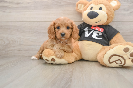 Little Cavipoo Poodle Mix Puppy