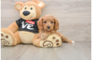 Cavapoo Pup Being Cute