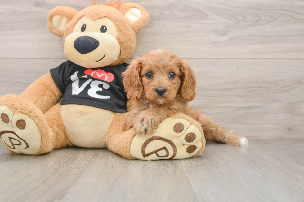 Cavapoo Pup Being Cute