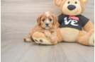 Friendly Cavapoo Baby