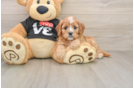 Best Cavapoo Baby