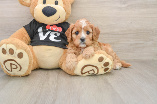 Best Cavapoo Baby