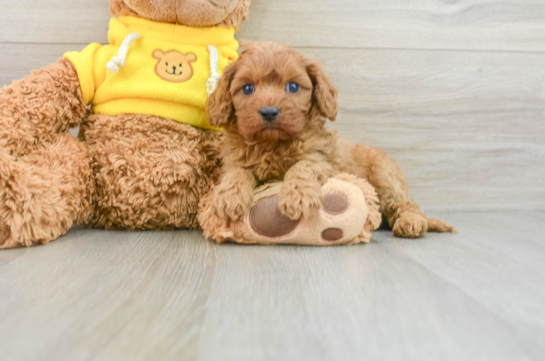 Little Cavipoo Poodle Mix Puppy