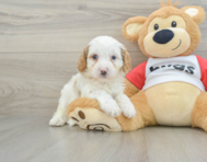 8 week old Cavapoo Puppy For Sale - Florida Fur Babies