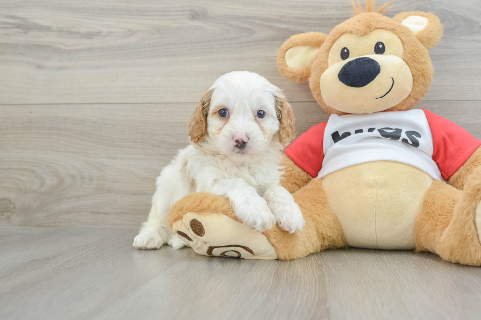 Hypoallergenic Cavadoodle Poodle Mix Puppy